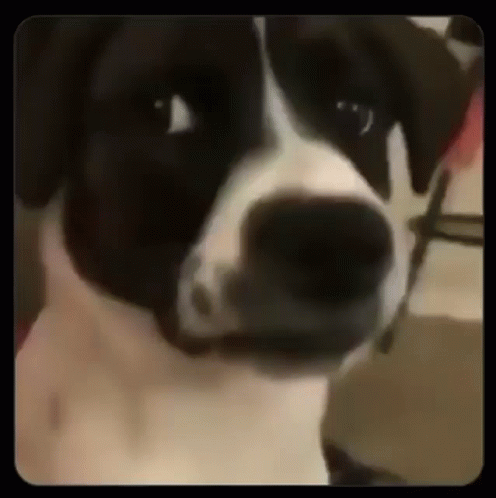 Black and White Dog Looking at Camera Seriously