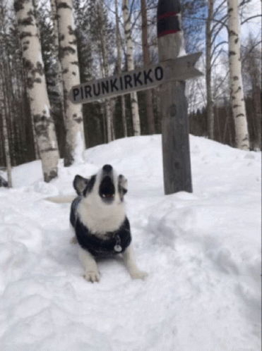 Black and White Dog Lying in Snow Pirunkirkko