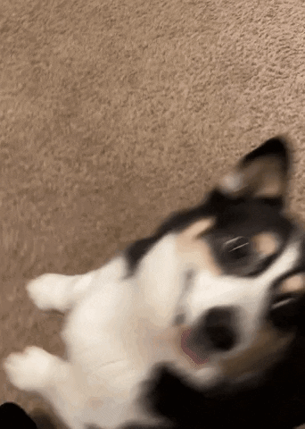 Black and White Dog Lying on Back