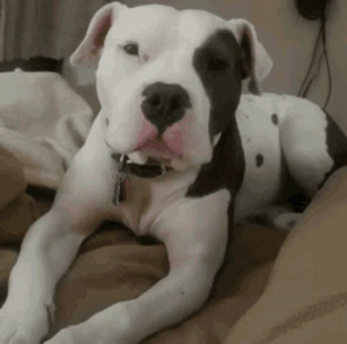Black and White Dog Lying on Bed
