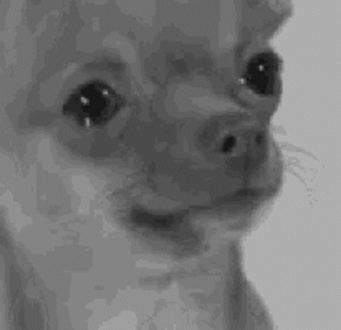 Black And White Dog Making Funny Face GIF