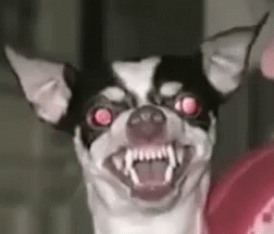 Black and White Dog Making Funny Face