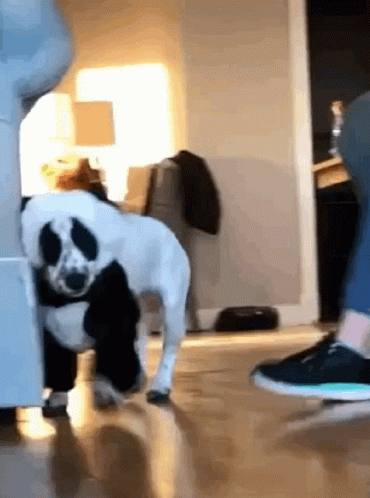 Black And White Dog Next To Person's Feet GIF
