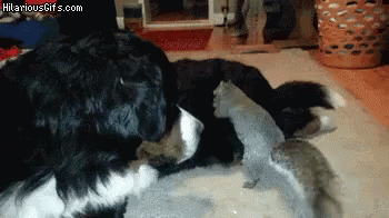 Black and White Dog Playing With Squirrel