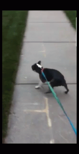 Black And White Dog Running On Leash GIF