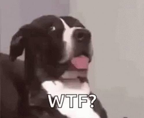 Black And White Dog Saying Wtf GIF