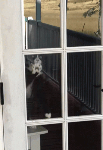 Black and White Dog Sitting Behind Glass Door