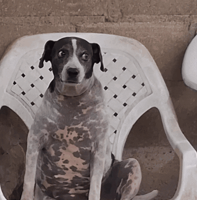 Black and White Dog Sitting in Plastic Chair