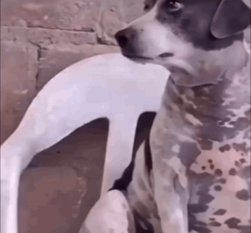 Black and White Dog Sitting on Chair Looking at Camera