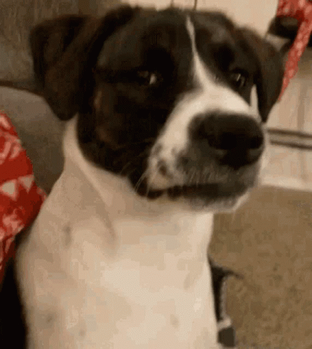 Black and White Dog Sitting on Couch