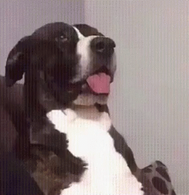 Black And White Dog Sitting On Couch With Tongue Out GIF