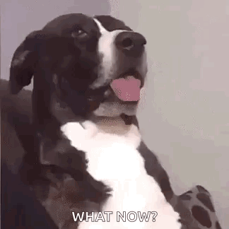 Black and White Dog Sitting on Couch With Tongue Out Saying What Now