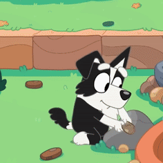 Black And White Dog Sitting On Rock GIF