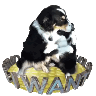 Black and White Dog Sitting on Yellow Ball