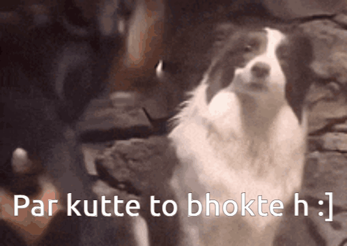 Black and White Dog Standing in Front of Sign Saying Par Kutte to Bhokte H