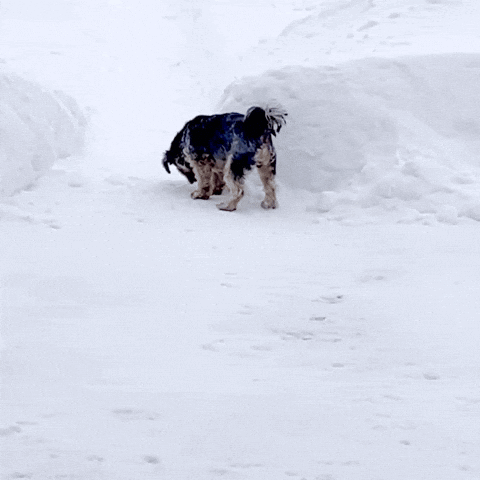 Black And White Dog Standing In Snow GIF