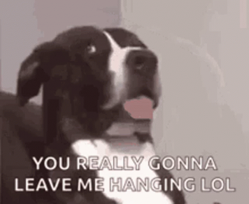 Black And White Dog Sticking Tongue Out Saying You Really Gonna Leave Me Hanging Lol GIF