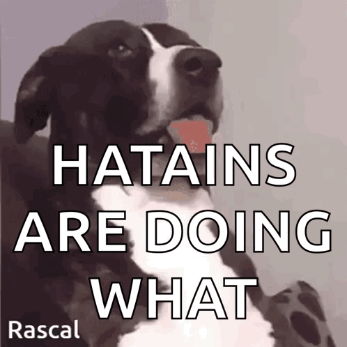 Black and White Dog Tongue Out Saying Hatains