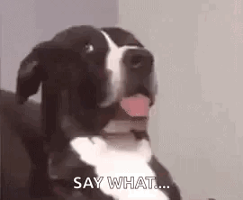 Black and White Dog Tongue Out Saying What