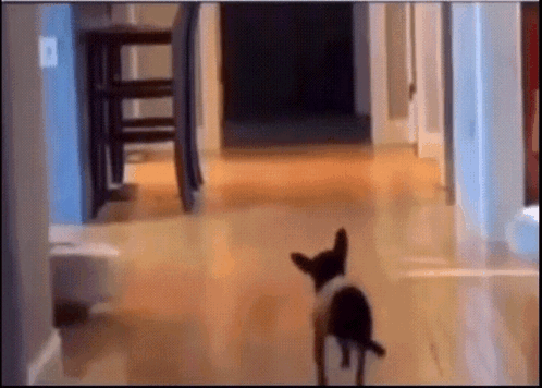 Black and White Dog Walking Down Hallway