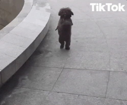Black And White Dog Walking On Sidewalk TikTok GIF