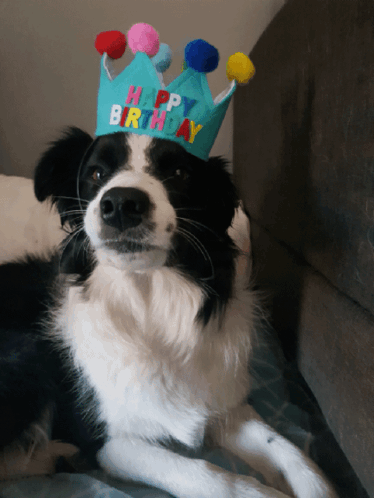 Black And White Dog Wearing Happy Birthday Crown GIF