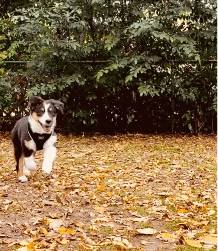 Black and White Dog with Harness Running Through Leaves