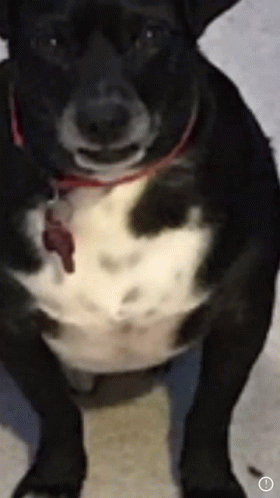 Black And White Dog With Red Collar And Tag GIF