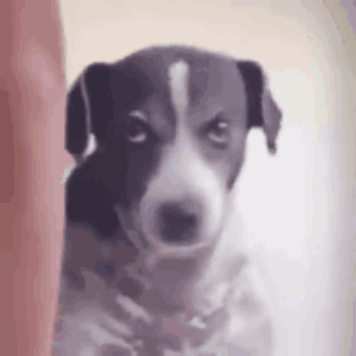 Black and White Dog With Sad Look