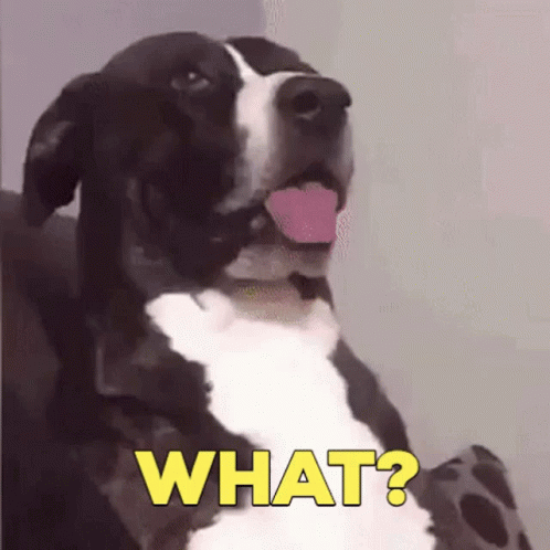 Black and White Dog with Tongue Out Saying What