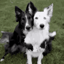 Black And White Dogs Hugging GIF