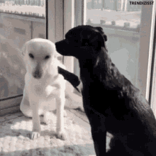 Black and White Dogs Looking at Each Other