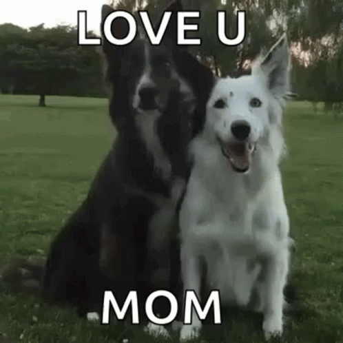 Black and White Dogs Love U Mom