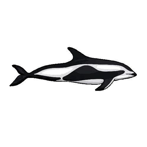 Black and White Dolphin Swimming