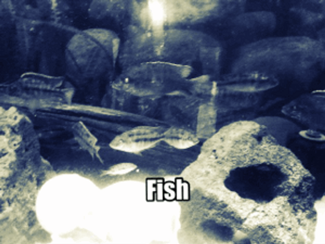 Black And White Fish Aquarium GIF