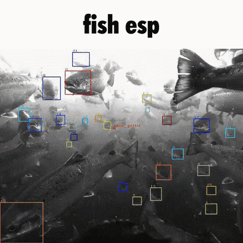 Black And White Fish With Fish Esp GIF