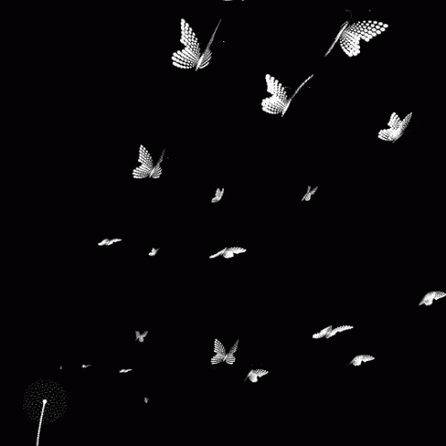 Black And White Flying Butterflies GIF