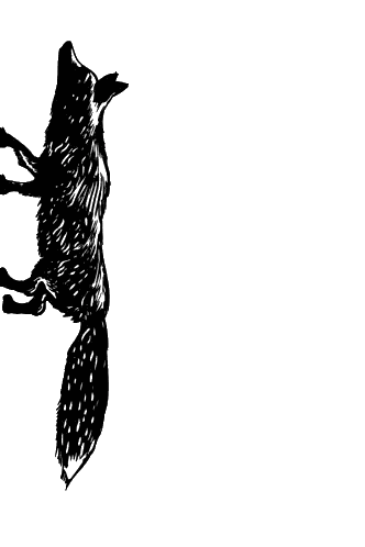 Black and White Fox Standing