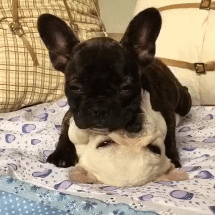 Black And White French Bulldogs Dogs Hugging GIF