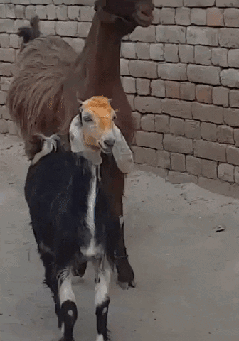 Black and White Goat Beside Brown Goat