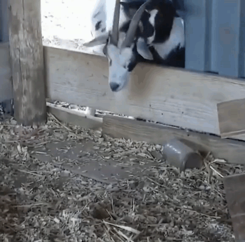 Black and White Goat Sticking Head Out of Wooden Fence