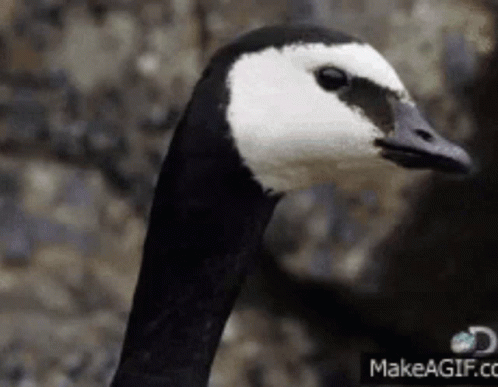 Black and White Goose Head With Makeagif.com Logo