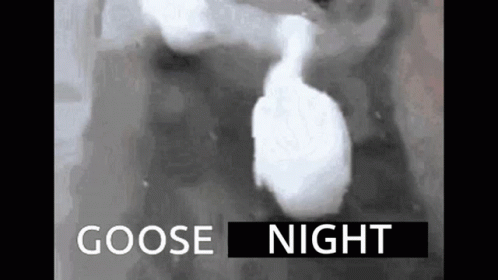 Black and White Goose Saying Goose Night