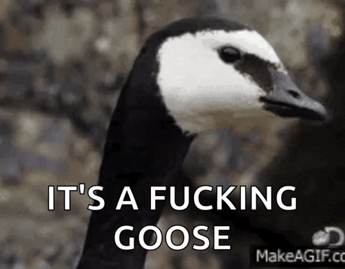 Black and White Goose Saying It's a Fucking Goose