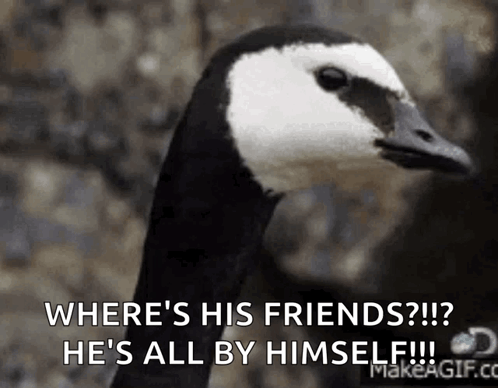 Black and White Goose Saying Where's His Friends