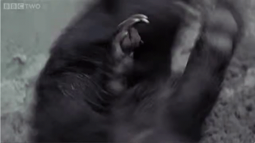 Black and White Gorilla BBC Two