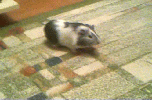Black And White Guinea Pig Walking GIF