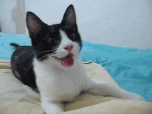 Black And White Happy Cat Meme GIF