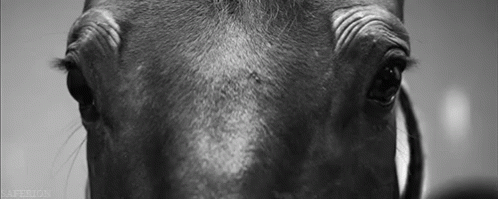Black and White Horse Face and Eyes