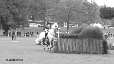 Black and White Horse Jumping Over Fence Invisible Pole